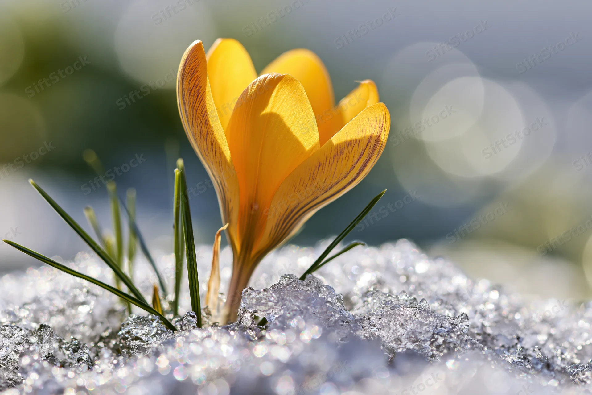 Yellow crocus blooming through melting snow in early spring