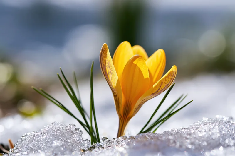Yellow crocus blooming through snow in a spring garden