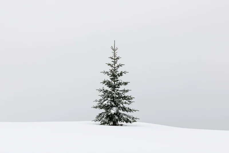 Young spruce tree covered in snow standing alone on a flat snowy hill under overcast sky