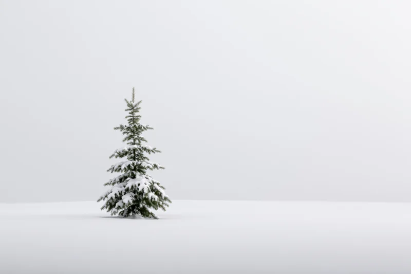 Snow-dusted spruce tree standing alone on a flat snowy plain under overcast sky