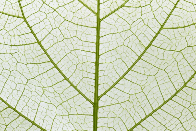 Transparent skeletal leaf veins filling the frame with intricate green network on white background