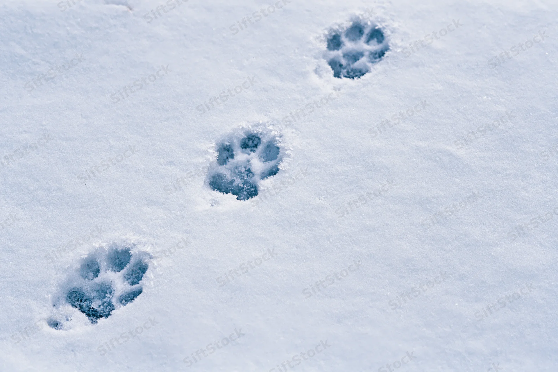 Pawprints in fresh snow forming a trail across a snowy ground