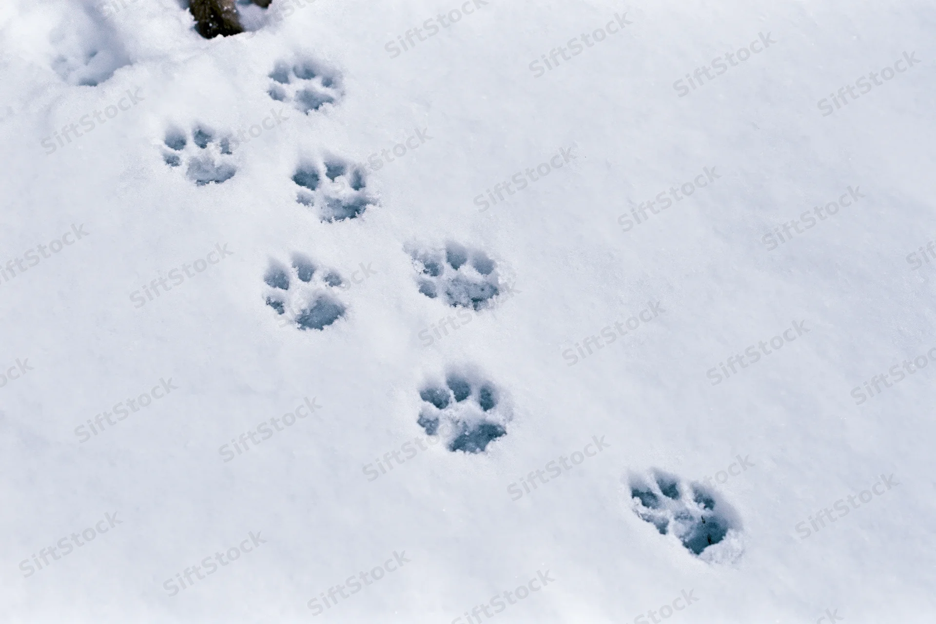 Paw prints of a small animal in fresh snow forming a trail across a snowy ground