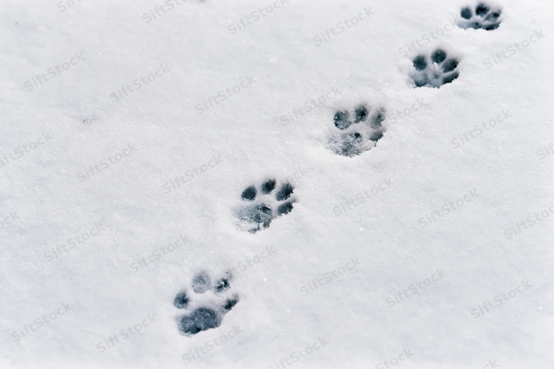 Paw prints of a small animal pressed into fresh snow forming a trail across a snowy field