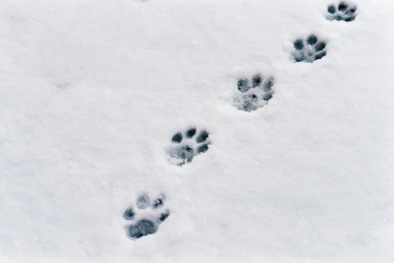 Paw prints of a small animal pressed into fresh snow forming a trail across a snowy field