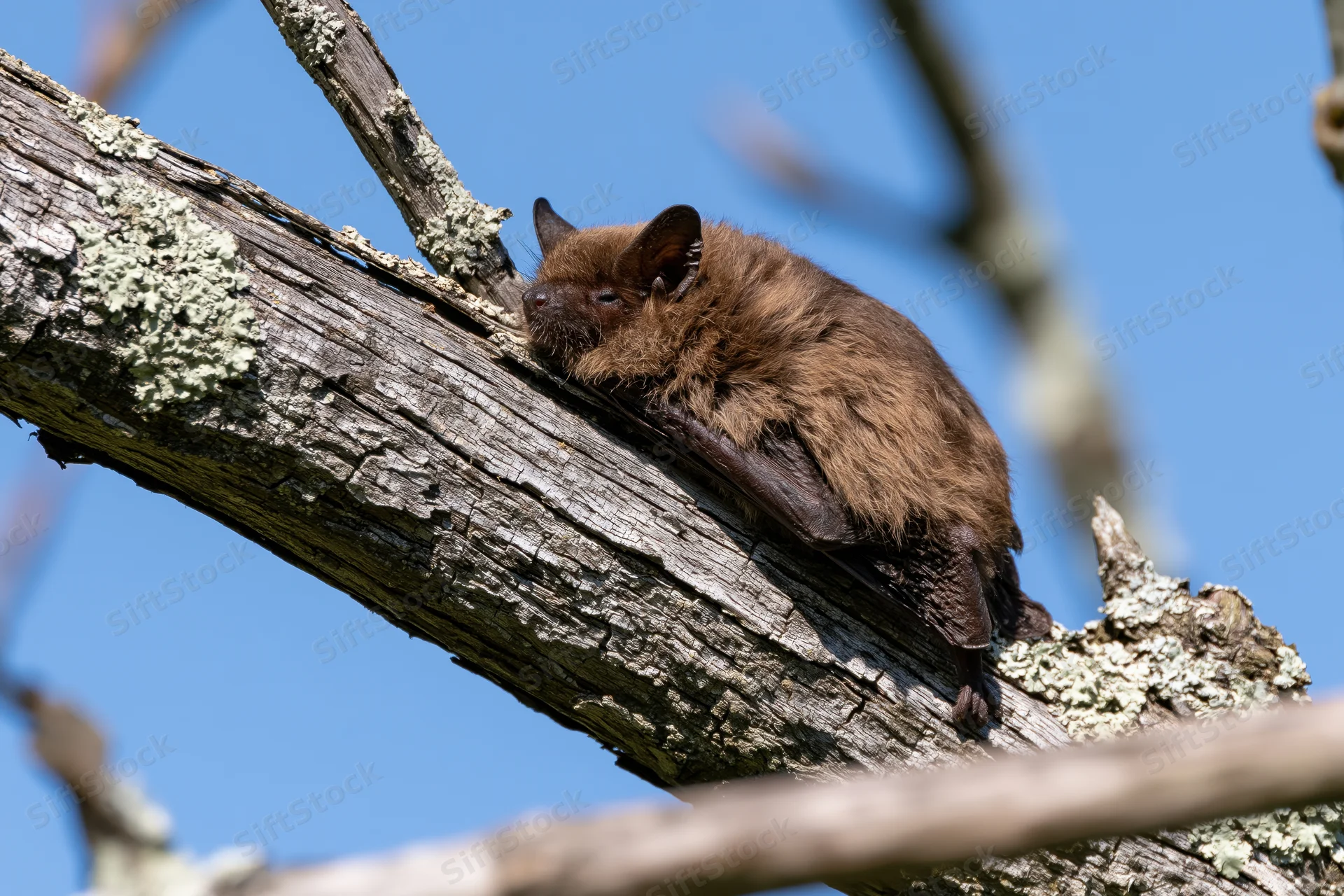 Small brown bat resting on a lichen-covered tree branch in daylight