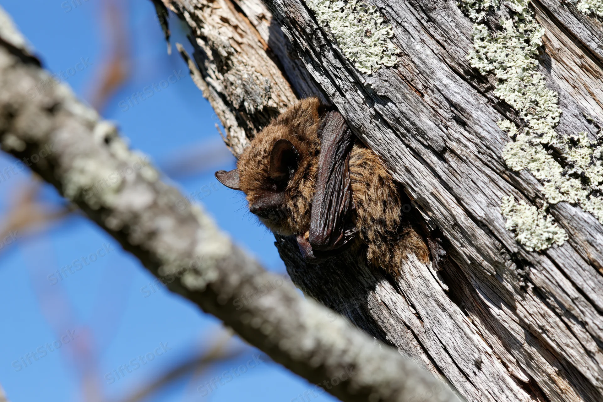 Small brown bat resting in a crevice of lichen-covered tree bark under daylight
