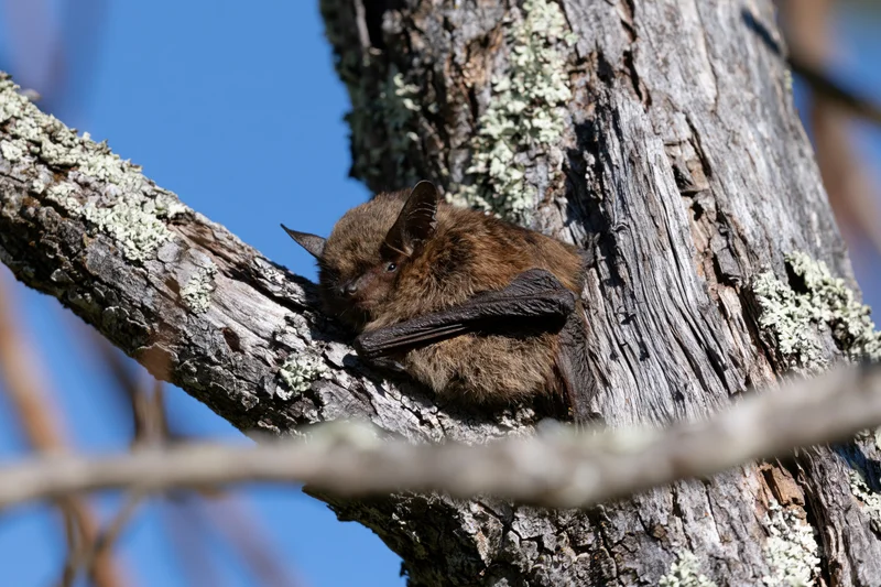 Small brown bat clinging to rough lichen-covered tree bark in daylight