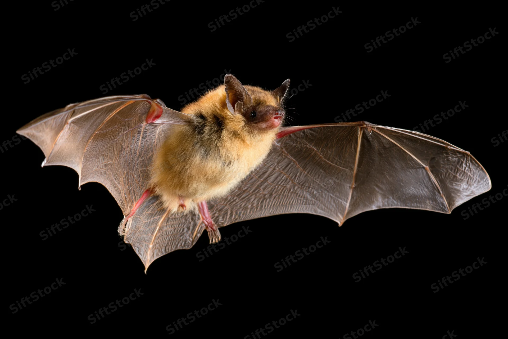 Small brown bat in mid-flight with wings fully extended against black background