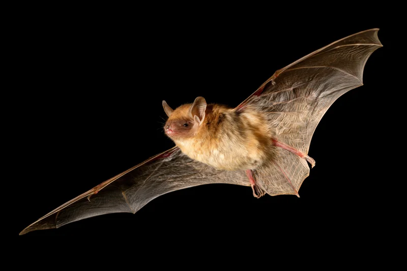 Small brown bat in midflight with wings fully extended against black background