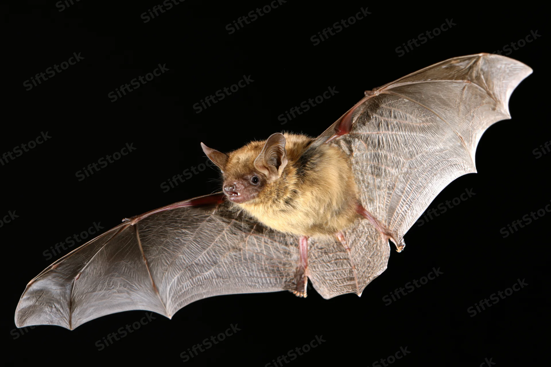 Small brown bat in midflight with wings fully extended against black background