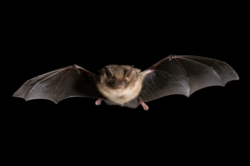 Small brown bat in mid-flight with wings fully spread against black background