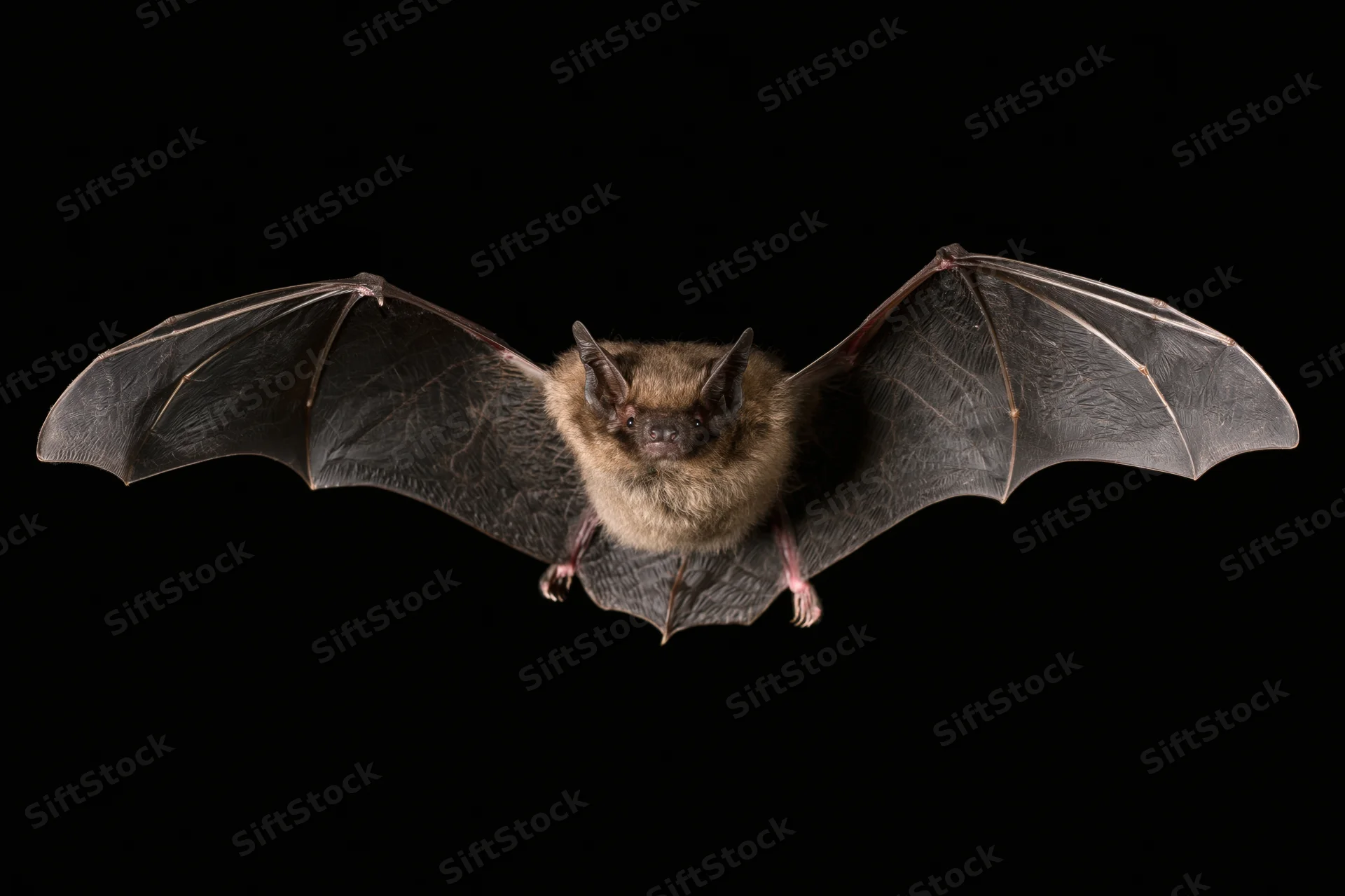 Small brown bat in mid-flight with wings fully spread against black background