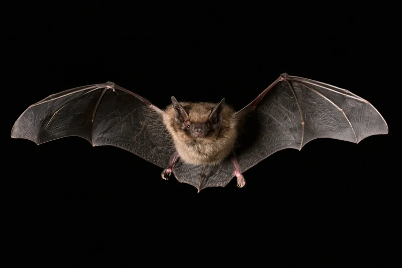 Small brown bat in mid-flight with wings fully spread against black background