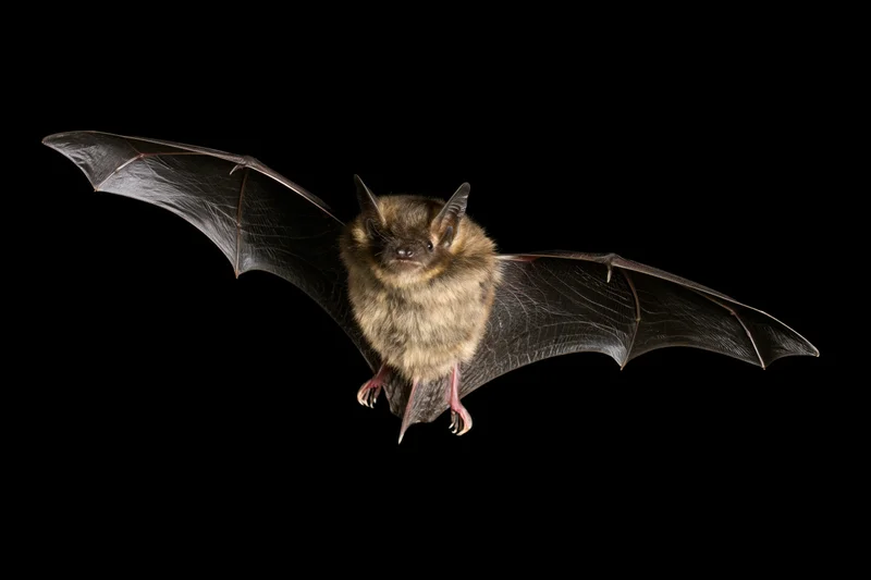 Small brown bat in mid-flight with wings fully spread against black background