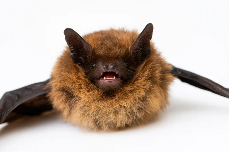 Small brown bat facing forward with wings spread on white background