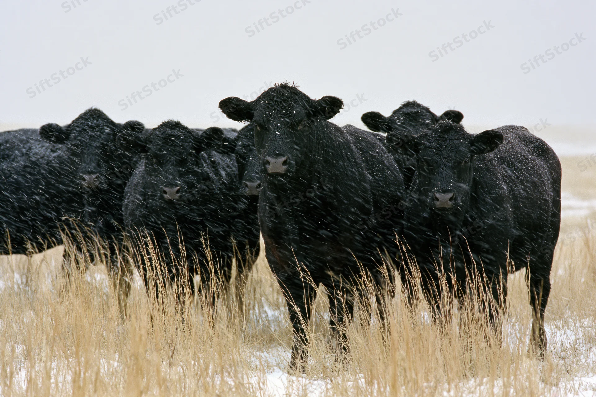 Black angus cattle standing together in a snowy field with dry grass