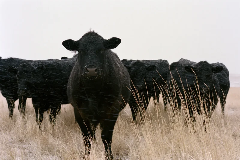 Black angus cattle standing in a snowy pasture during a winter storm