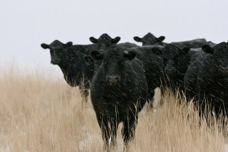Black angus cattle standing in a snowy field with tall dry grass