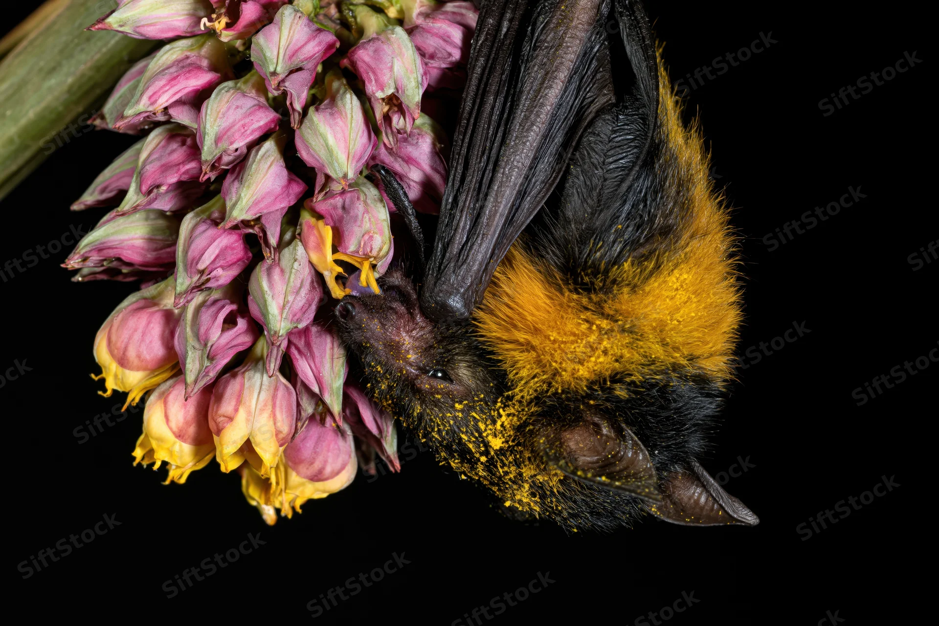 Small bat feeding on pink blossoms with yellow pollen dusted on its fur against black background