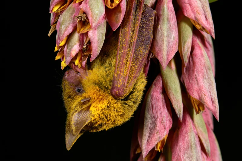 Small bat with yellow-orange pollen-dusted fur hanging from pink flower