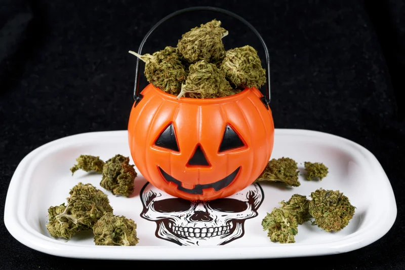 Orange jack-o-lantern bucket filled with cannabis buds on a white tray with skull design, set against dark background
