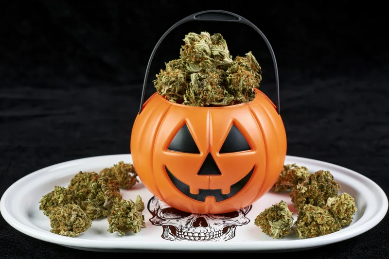 Orange plastic jack-o-lantern bucket filled with cannabis buds on a white plate with skull design against black background
