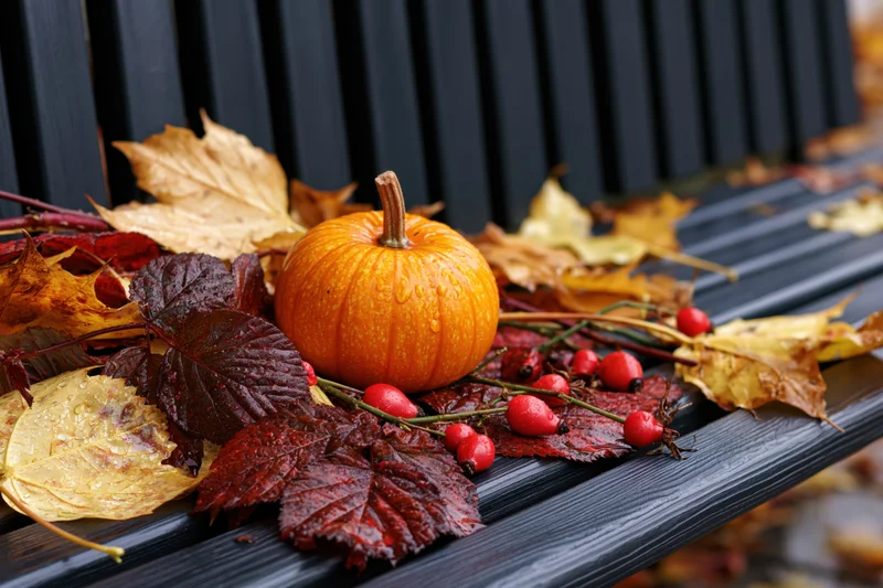 Small orange pumpkin resting among wet autumn leaves and red berries on a dark wooden bench
