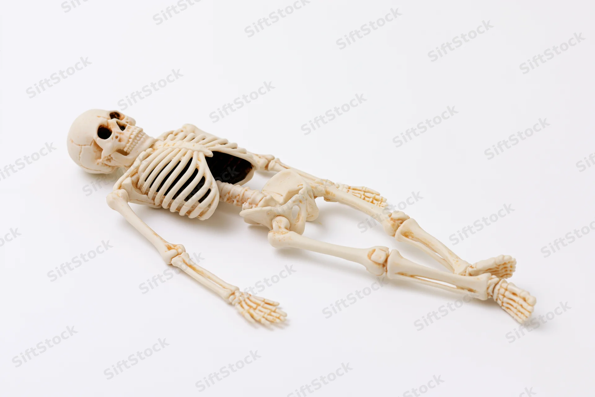 Small plastic human skeleton model lying flat on white background