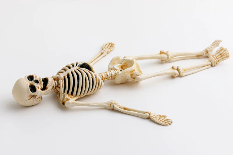 Small plastic human skeleton model lying flat on white background
