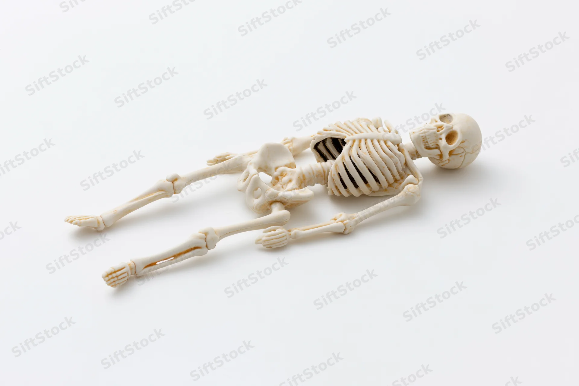 Small plastic human skeleton model lying flat on white background