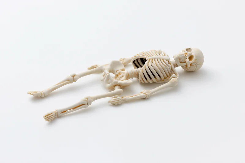 Small plastic human skeleton model lying flat on white background