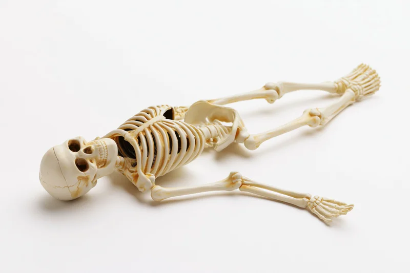 Small plastic human skeleton model lying flat on its back on white background