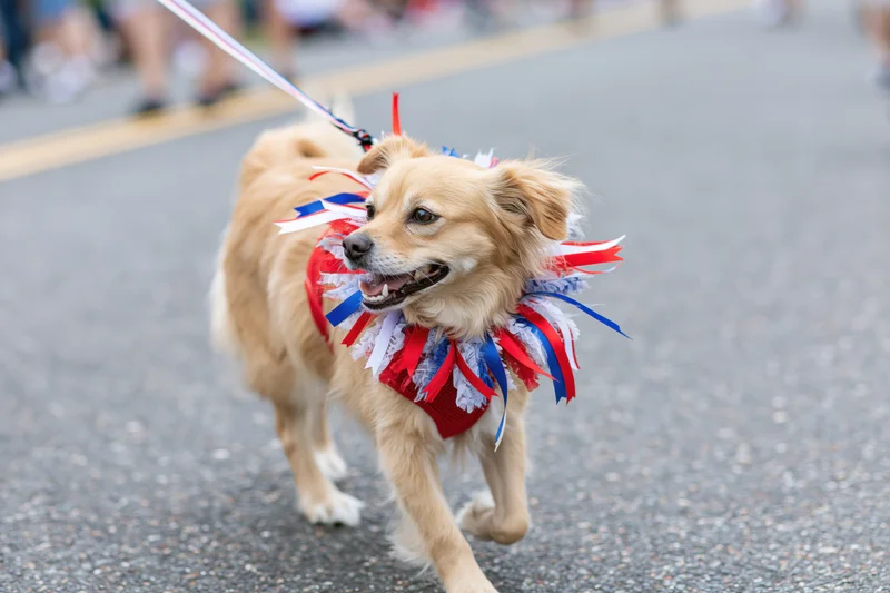 Small tan mixed-breed dog walking on leash in red white and blue ribbon costume on paved street during parade