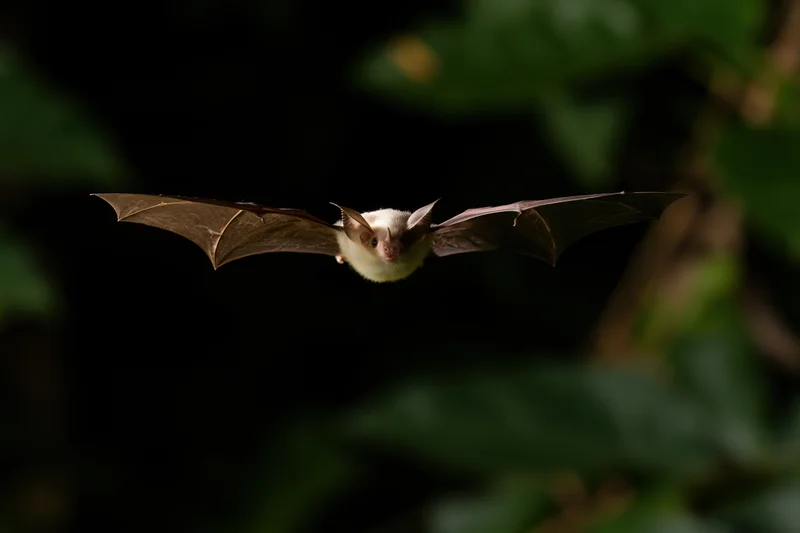 Small tropical bat flying midair with wings spread facing camera in dark forest foliage