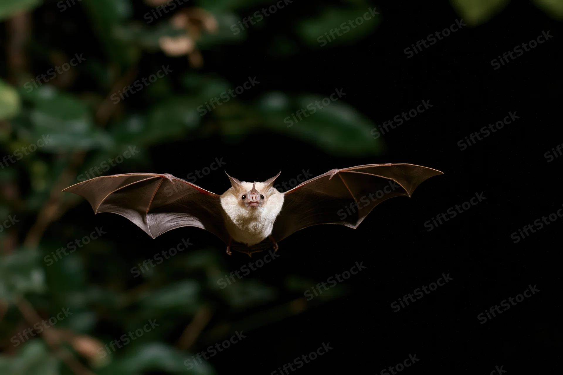 Small tropical bat flying midair with wings spread facing camera in dark forest foliage