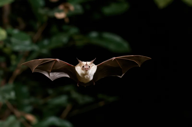 Small tropical bat flying midair with wings spread facing camera in dark forest foliage