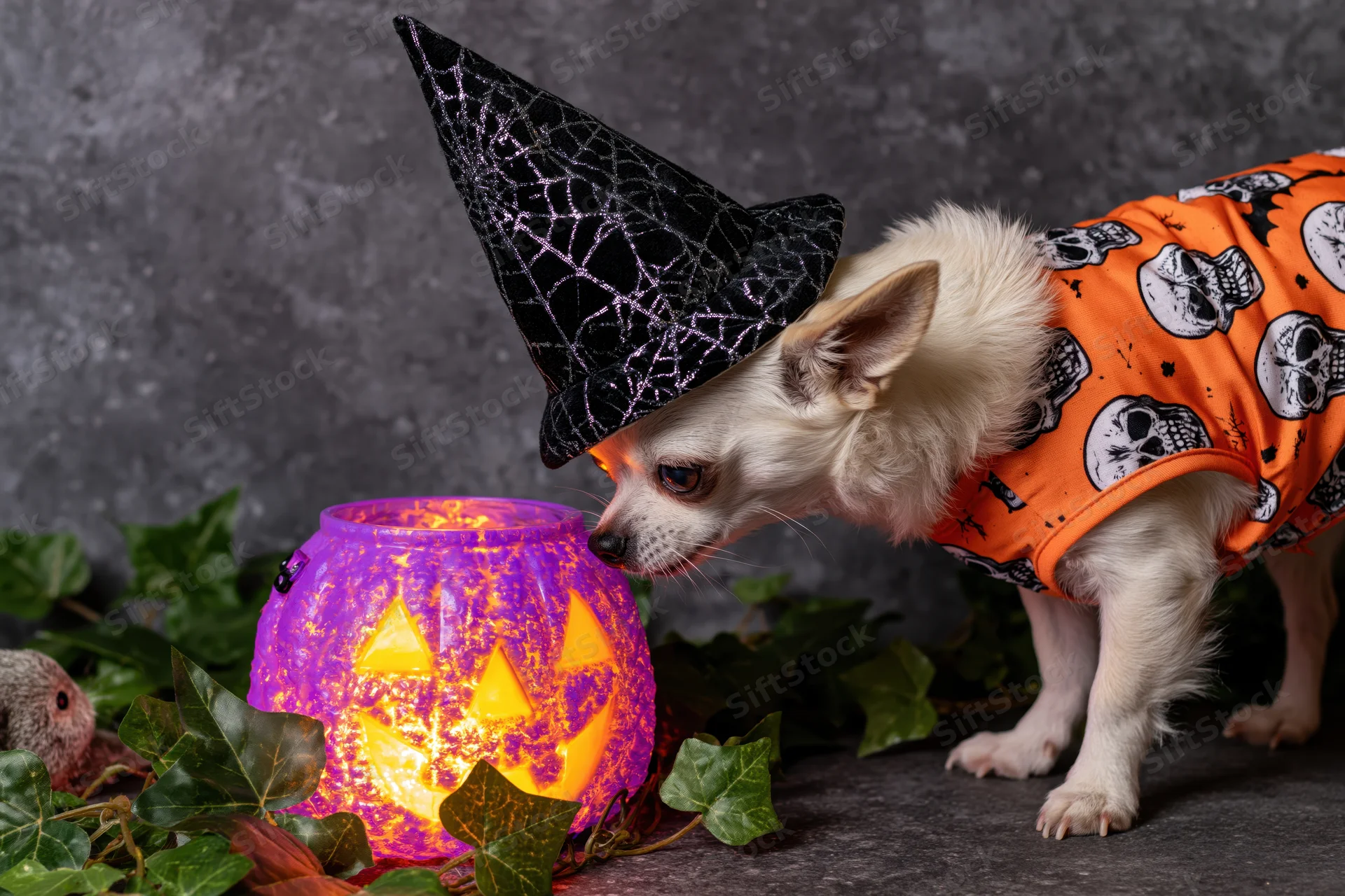 Small white chihuahua in witch hat and orange skull costume sniffing glowing purple jack-o-lantern surrounded by ivy leaves