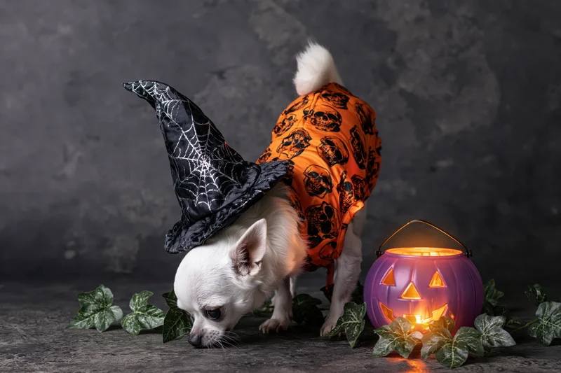 Small white chihuahua in witch hat and orange skull costume beside glowing jack-o-lantern with ivy on dark surface