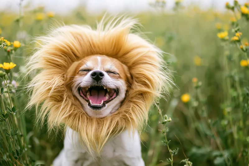 Small white and brown dog wearing fluffy lion mane costume in a field of yellow flowers