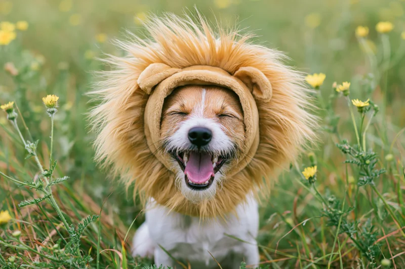 Small white and brown dog wearing fluffy lion mane costume in grassy field with yellow flowers