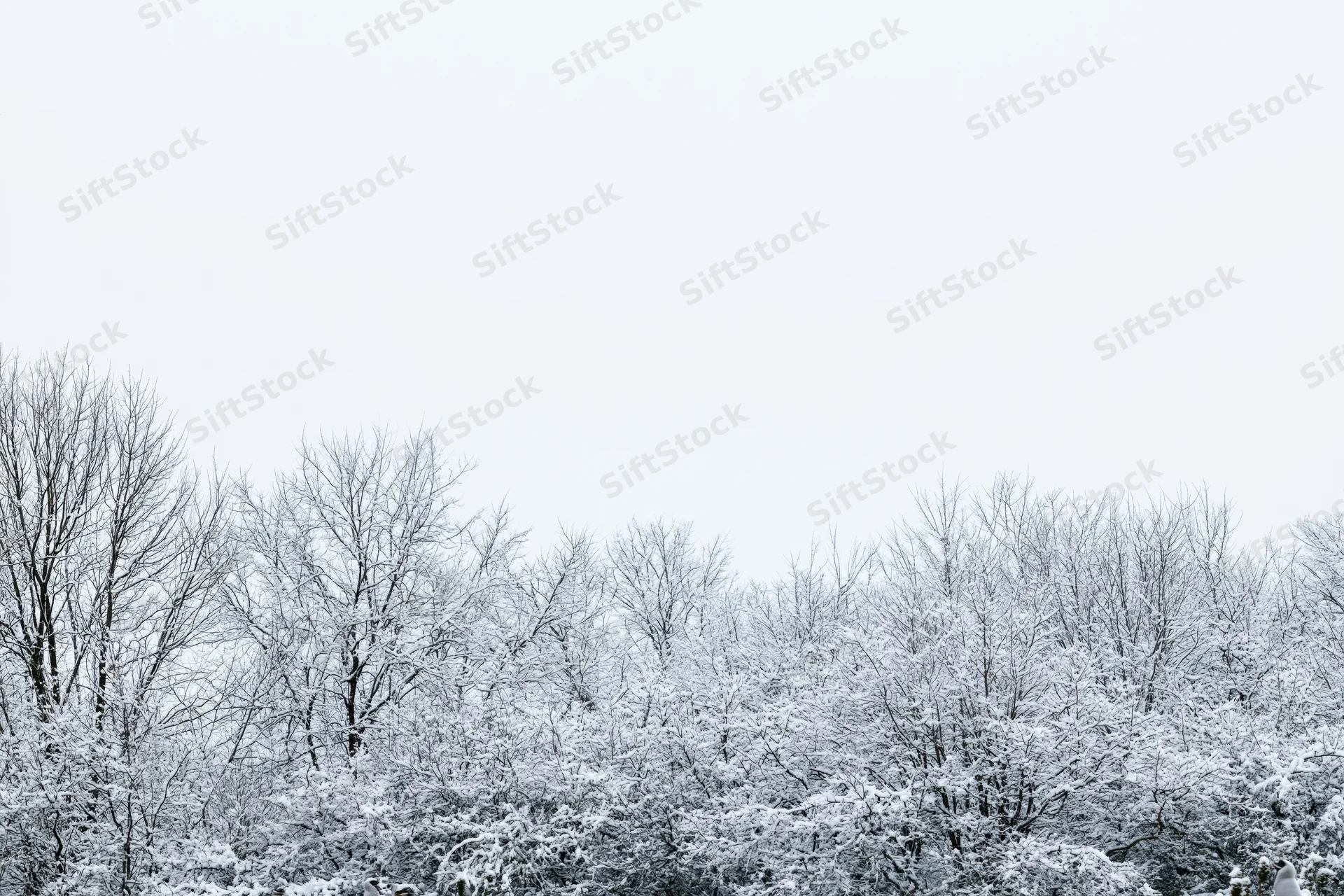 Snow-covered bare trees and shrubs forming a dense treeline under an overcast sky