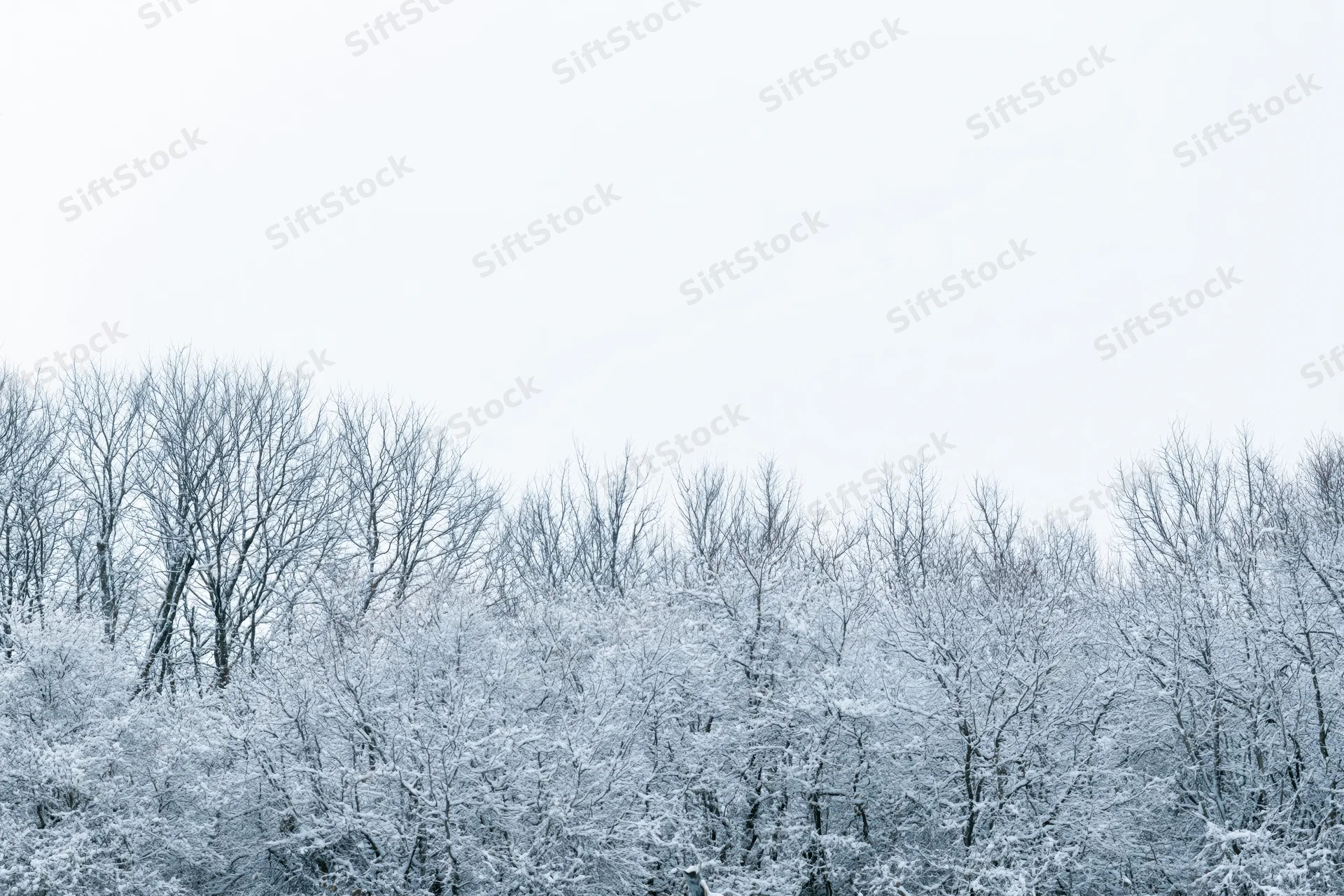 Snow-covered bare trees and shrubs forming a dense treeline under an overcast sky
