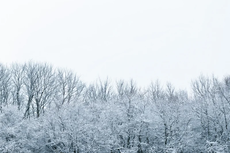 Snow-covered bare trees and shrubs forming a dense treeline under an overcast sky