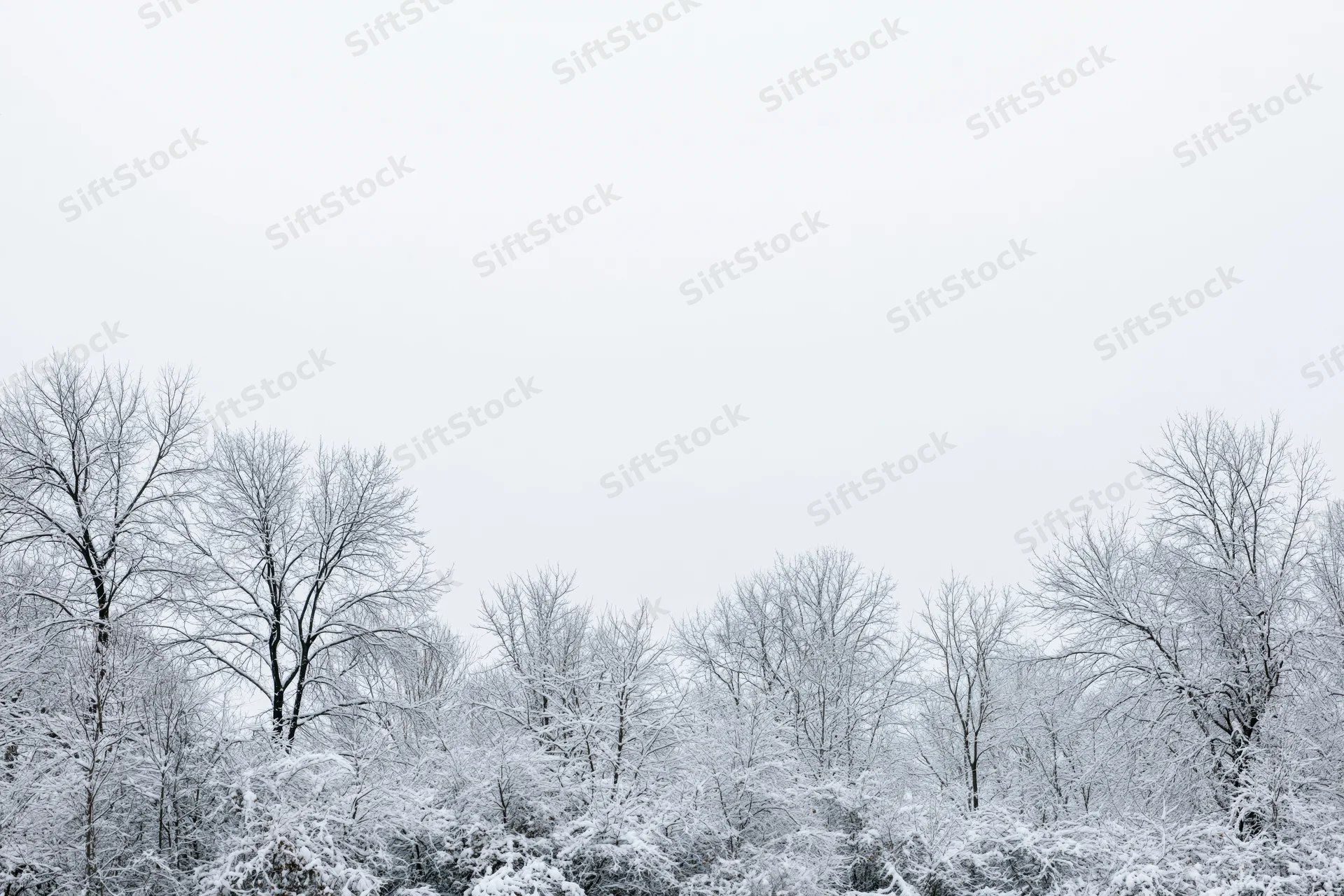 Snow-covered bare trees and shrubs forming a dense treeline under an overcast sky