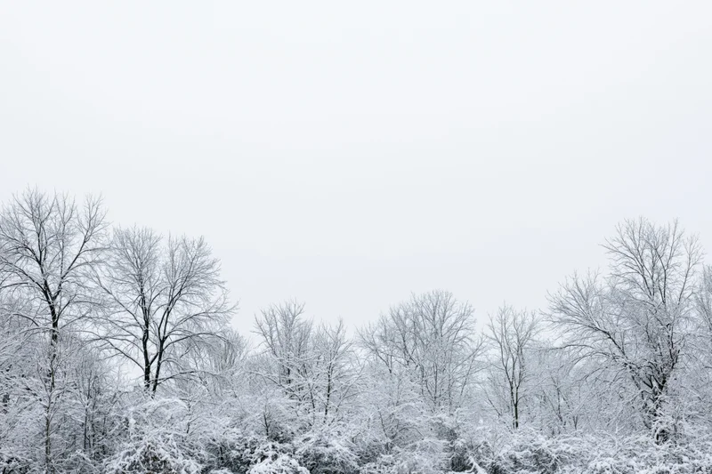 Snow-covered bare trees and shrubs forming a dense treeline under an overcast sky