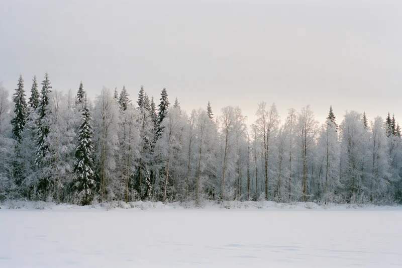 Snow-covered boreal forest treeline with frost-laden spruce and birch trees along a frozen lake under an overcast sky