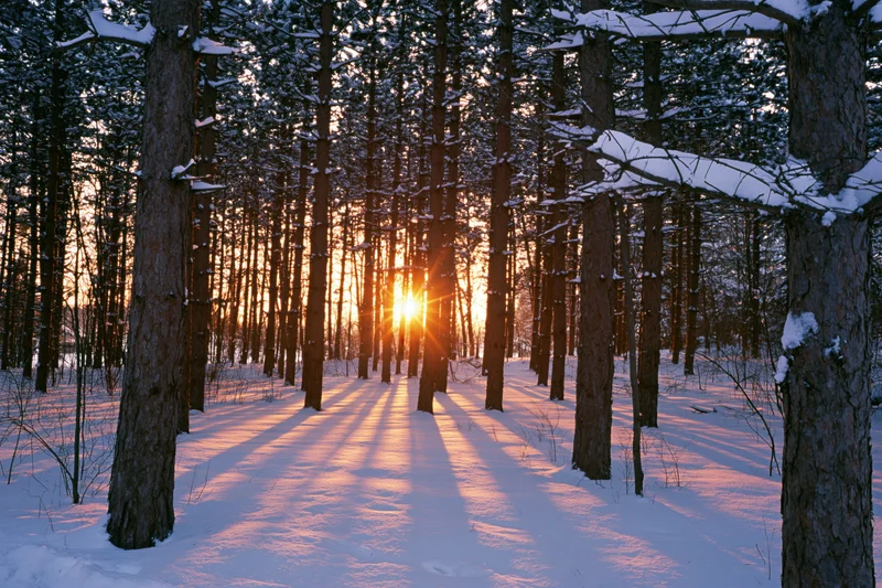 Snow-covered pine forest at golden hour with sunlight streaming through trees casting long shadows on the ground
