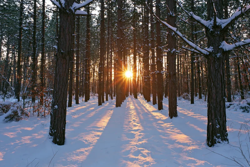 Snow-covered pine forest at golden hour with sunbeams through trees casting long shadows on a snowy path