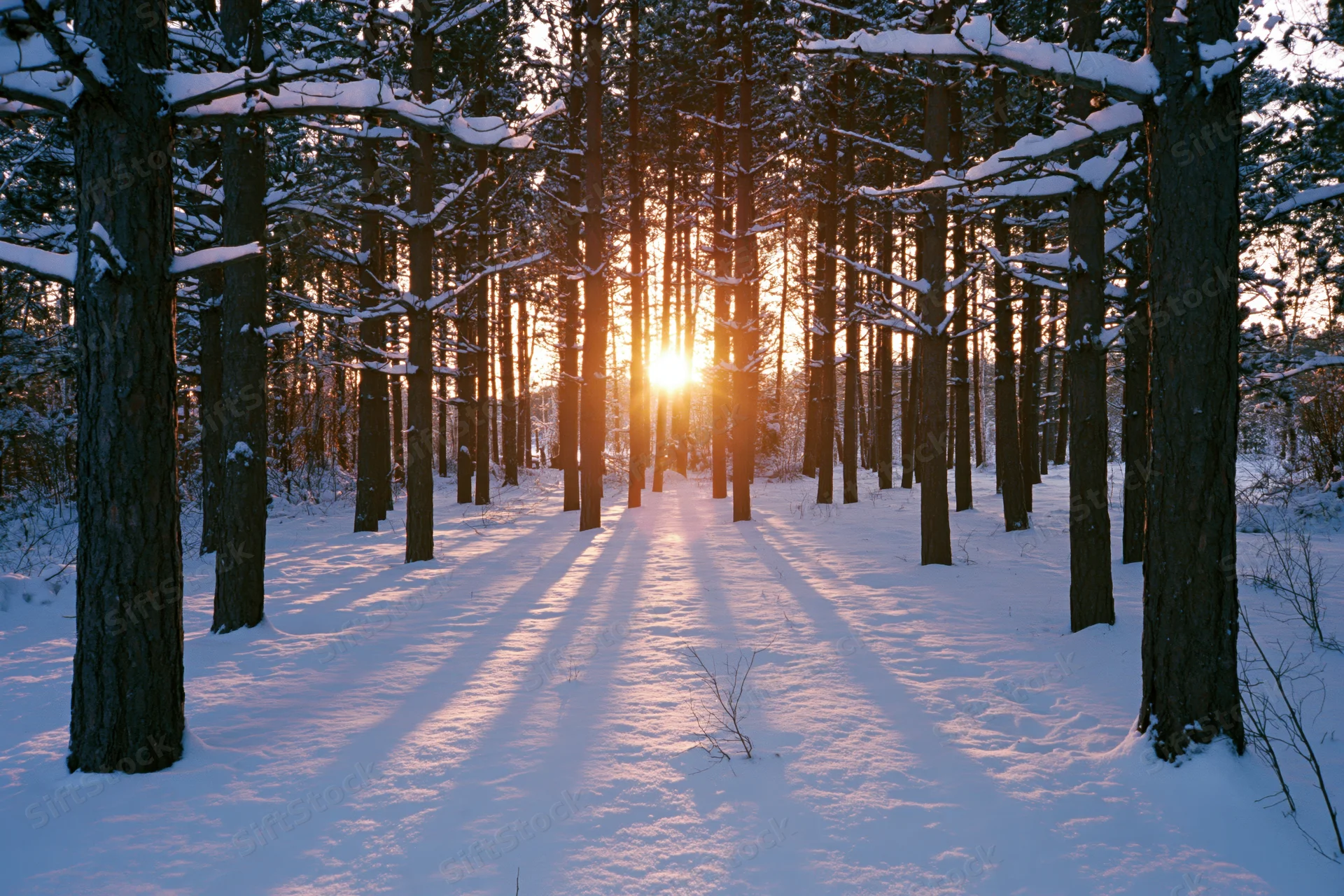 Snow-covered pine forest at golden hour with sunlight filtering through trees onto a snowy path